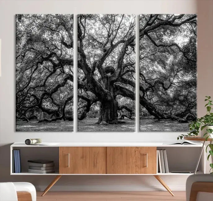 Old Angel Oak Tree Black and White Nature Wall Art Canvas Print