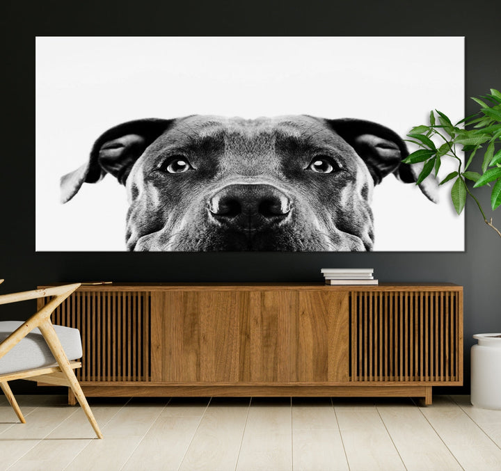 Black and Wwhite Pit Bull Dog Wall Art Canvas Print