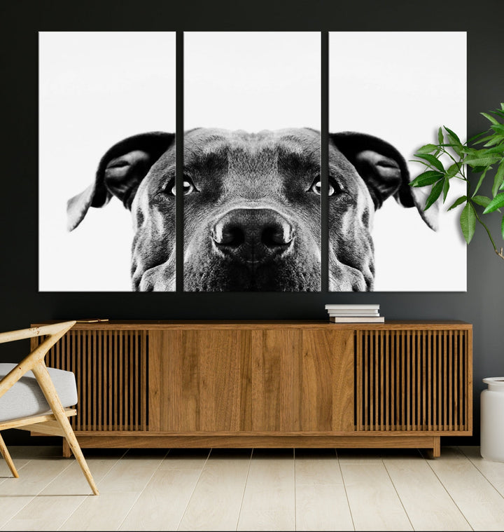 Black and Wwhite Pit Bull Dog Wall Art Canvas Print