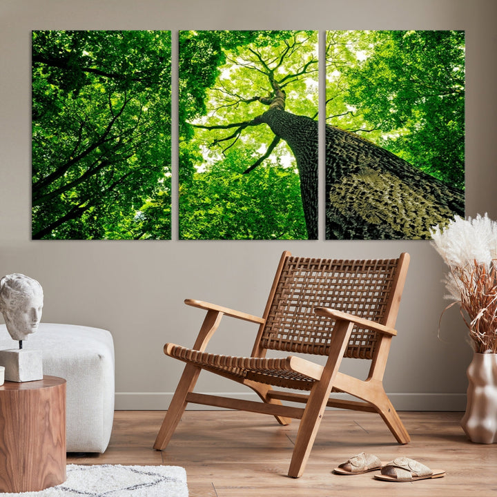 Green Tree View Taken from Ground Forest Giclee Canvas Framed Wall Art Print