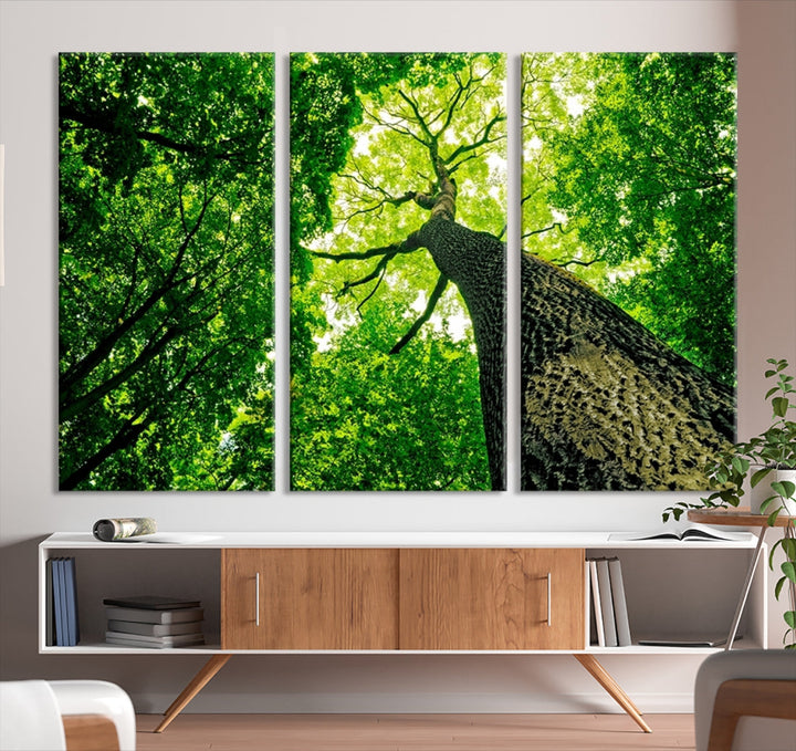 Green Tree View Taken from Ground Forest Giclee Canvas Framed Wall Art Print