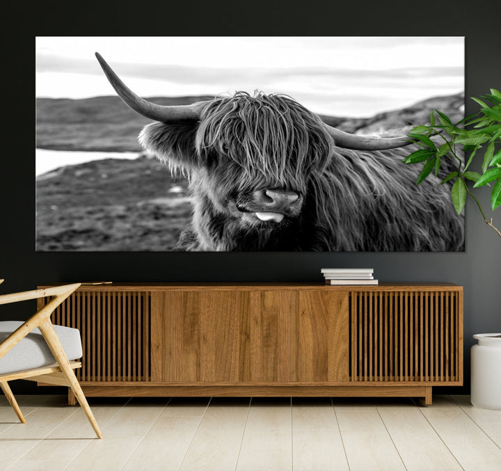 Highland Cows on the Coast of the Isle of HarrisBig Horn Canvas PrintOuter HebridesScotland