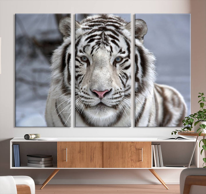 Large Wall Art Animal Canvas PrintScowing Bengal Tiger