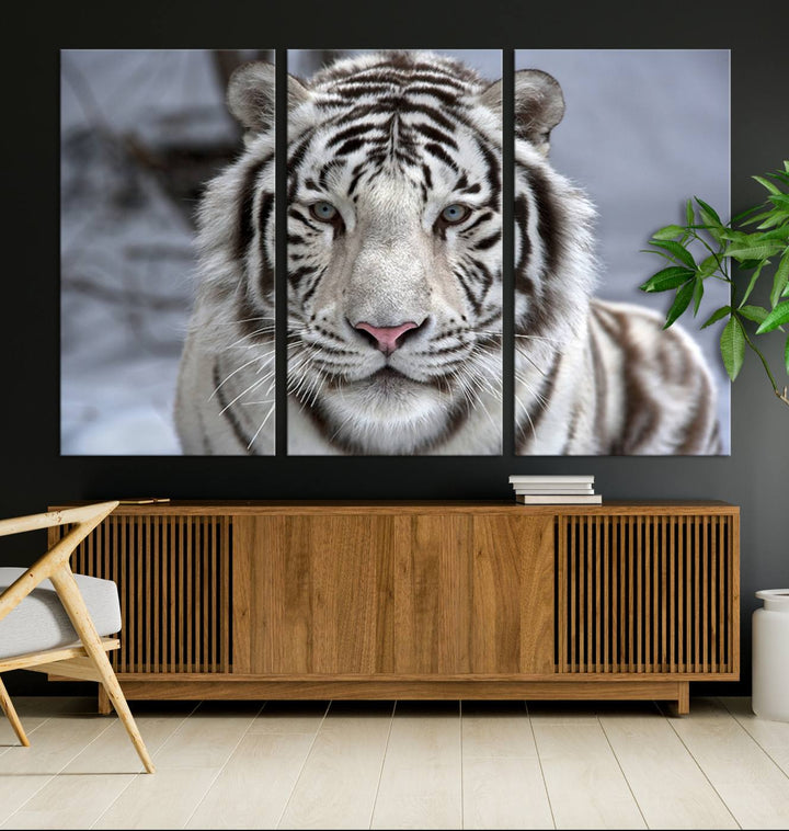 Large Wall Art Animal Canvas PrintScowing Bengal Tiger