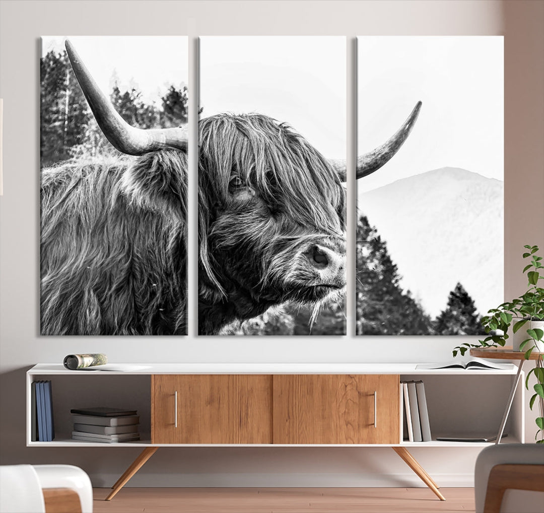 Scottish Longhorn Wall Art Canvas Print