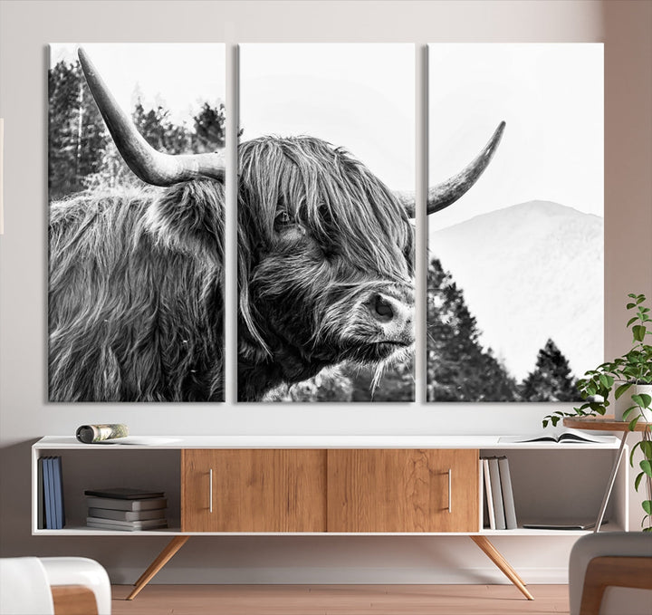 Scottish Longhorn Wall Art Canvas Print