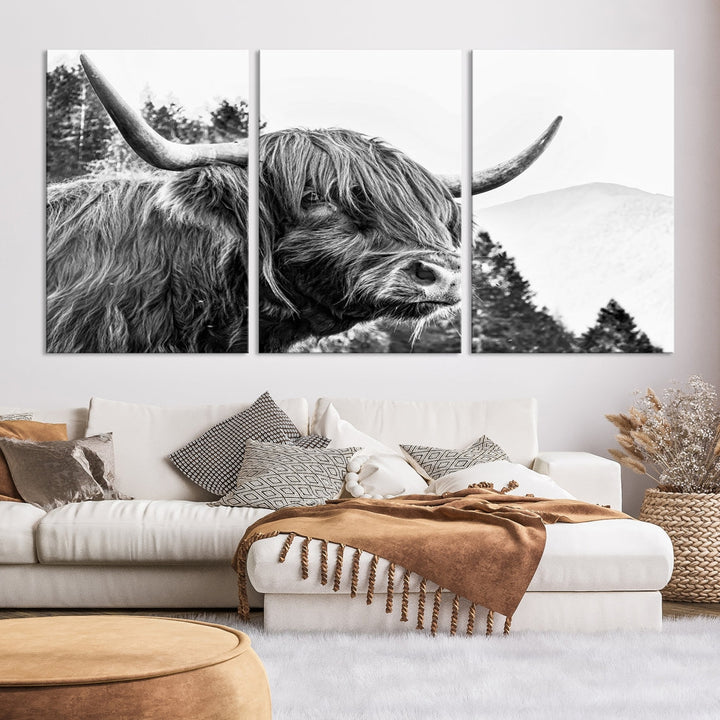 Scottish Longhorn Wall Art Canvas Print