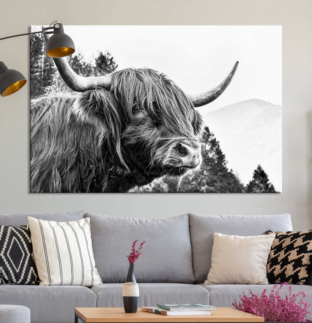 Scottish Longhorn Wall Art Canvas Print