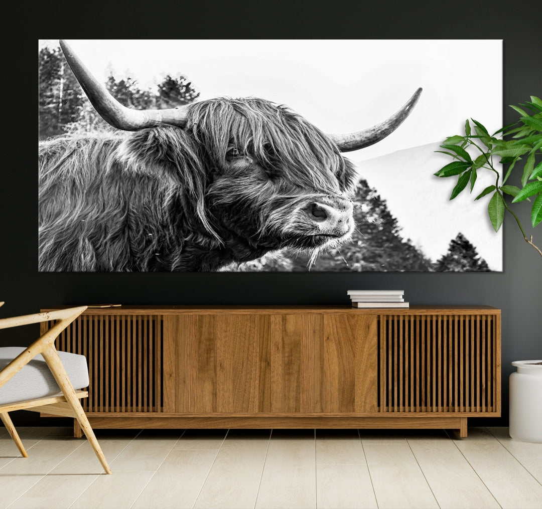 Scottish Longhorn Wall Art Canvas Print