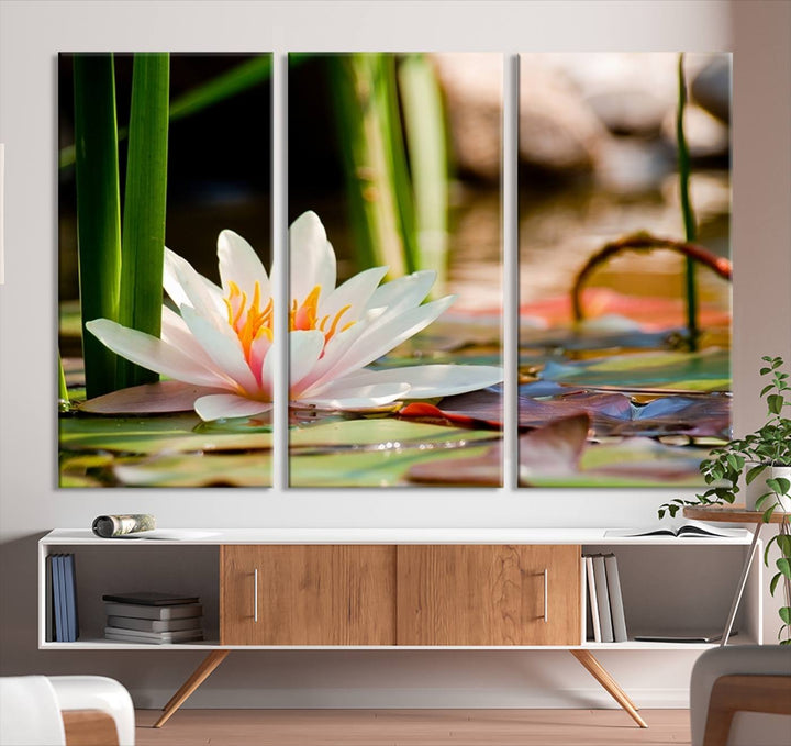 White Lotus Flower on Water Lily