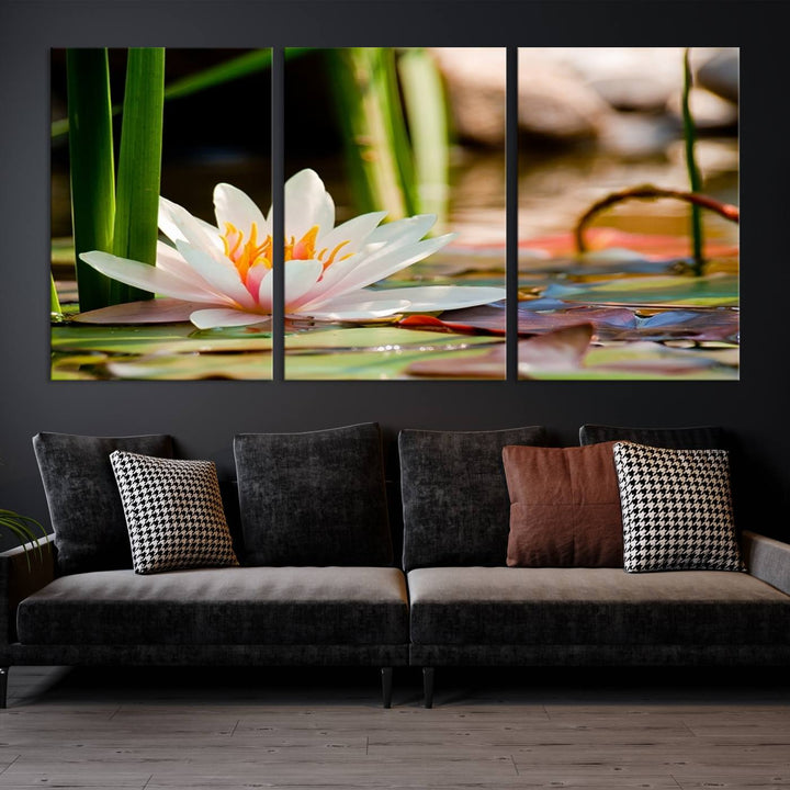 White Lotus Flower on Water Lily