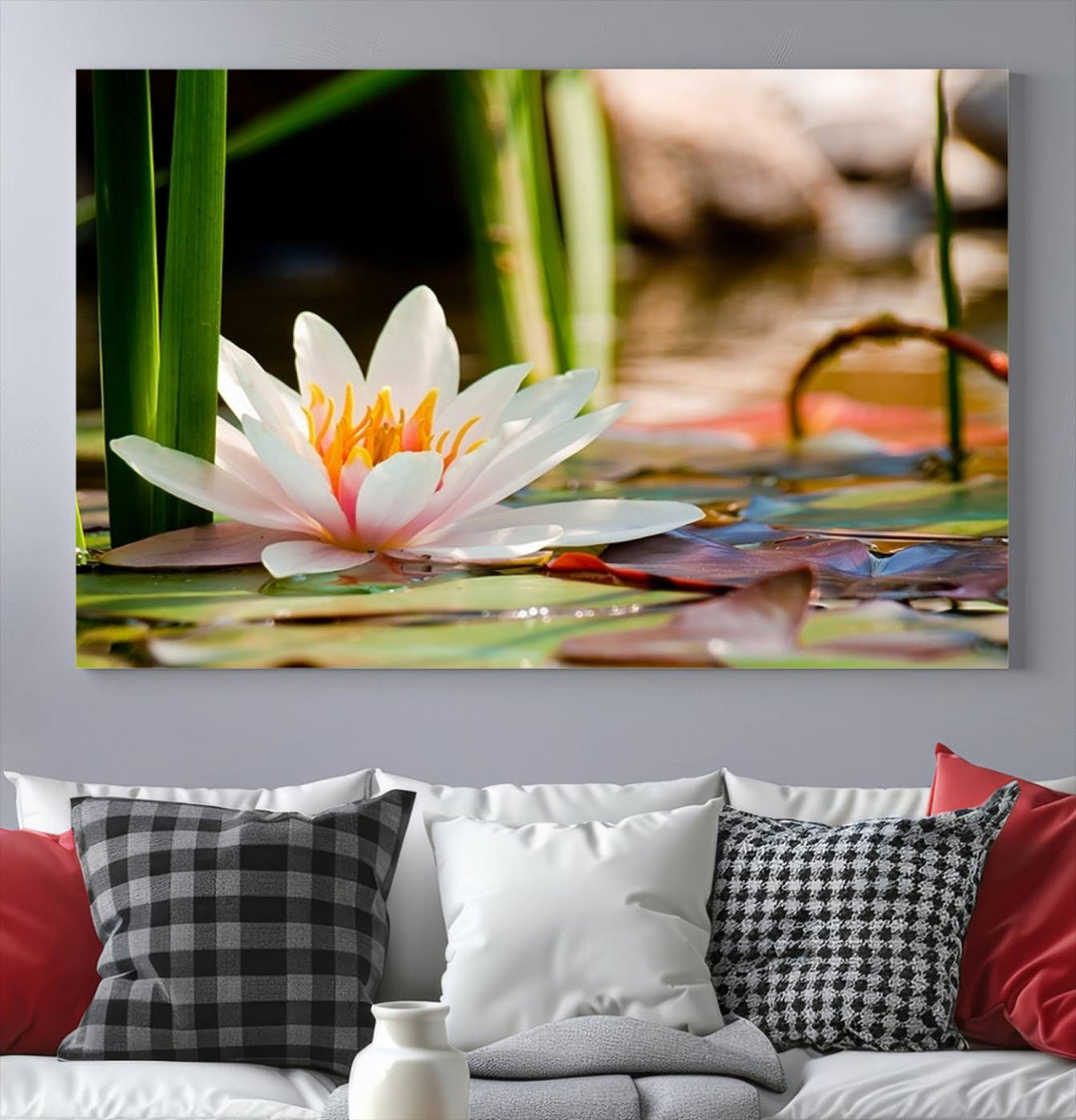 White Lotus Flower on Water Lily