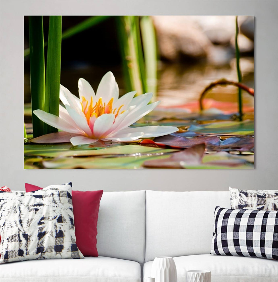 White Lotus Flower on Water Lily