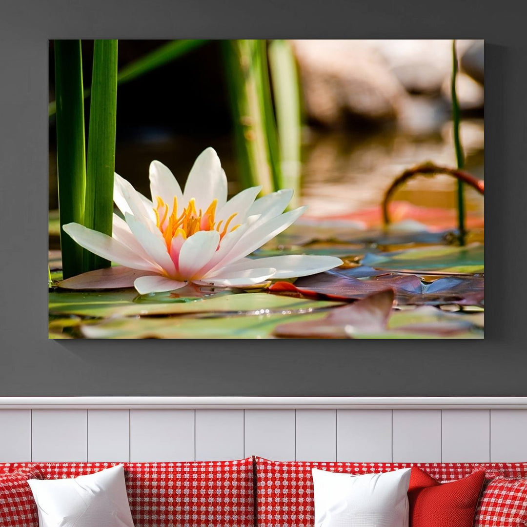 White Lotus Flower on Water Lily